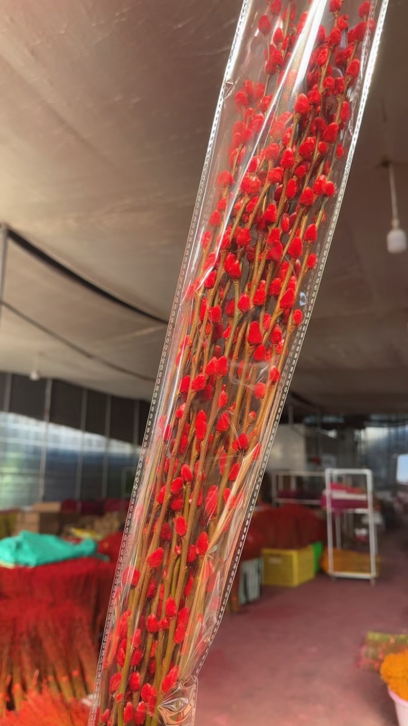 银柳干花真花鲜花鲜枝耐寒年宵花水培花卉室内客厅摆放装饰花