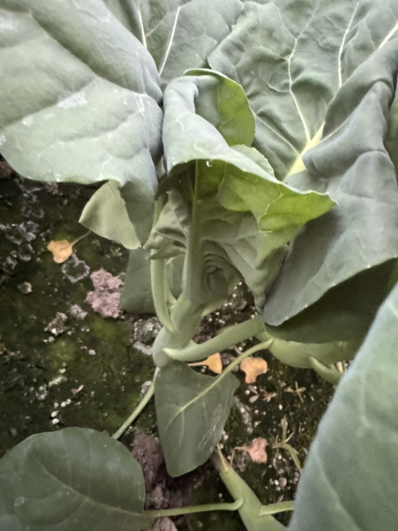 中花