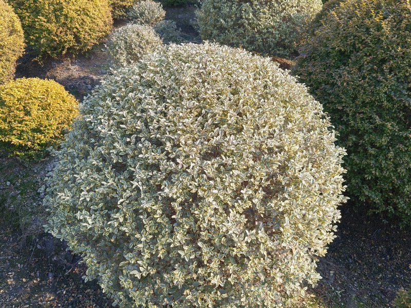 银姫小蜡球冠幅:1.5m、1.8m基地有量，欢迎订购。