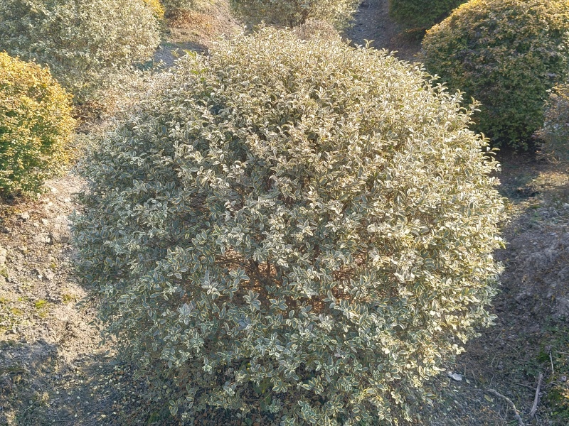 银姫小蜡球冠幅:1.5m、1.8m基地有量，欢迎订购。