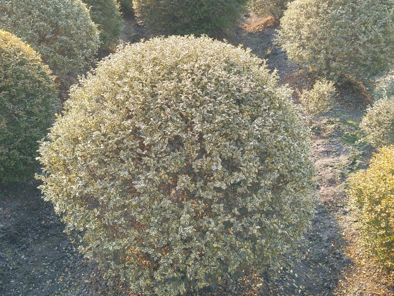 银姫小蜡球冠幅:1.5m、1.8m基地有量，欢迎订购。
