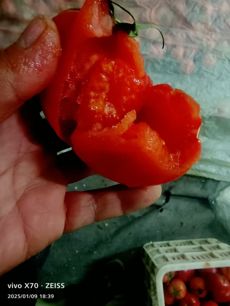聊城莘县大红，硬粉，西红柿商超平台市场物美价廉