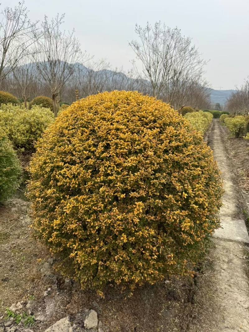 亮晶女贞球冠幅:1.5m、1.8m、2m基地有量，欢迎购