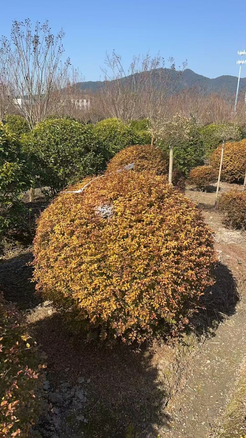 亮晶女贞球冠幅:1.5m、1.8m、2m基地有量，欢迎购