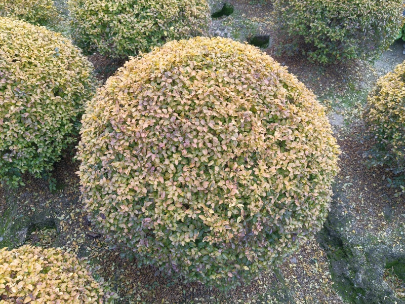 亮晶女贞球冠幅:1.5m、1.8m、2m基地有量，欢迎购
