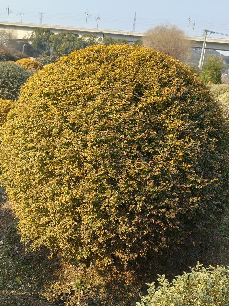 亮晶女贞球冠幅:1.5m、1.8m、2m基地有量，欢迎购
