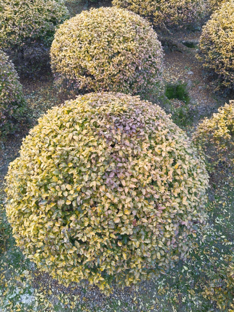 亮晶女贞球冠幅:1.5m、1.8m、2m基地有量，欢迎购