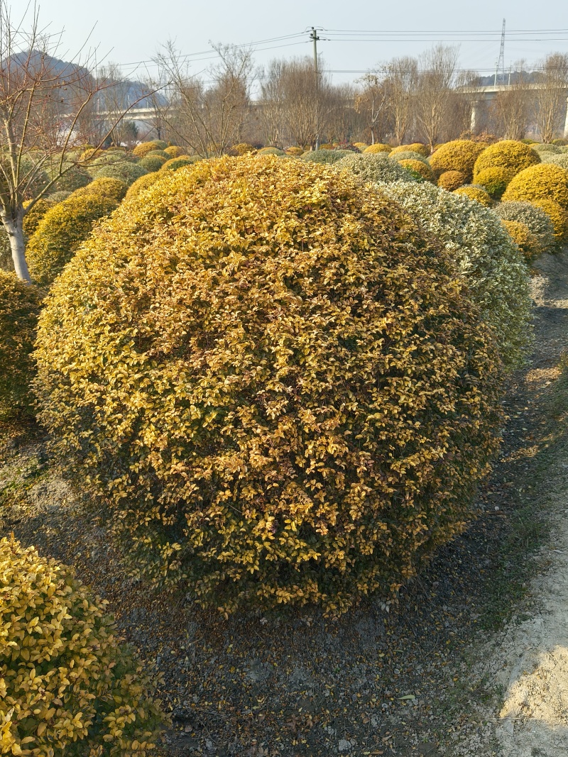 亮晶女贞球冠幅:1.5m、1.8m、2m基地有量，欢迎购