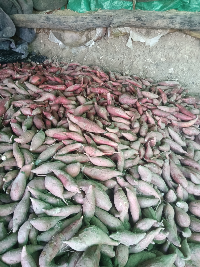 红薯，西瓜红