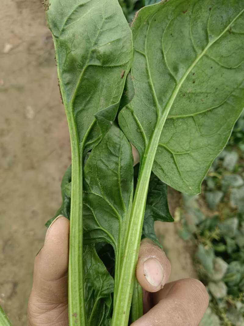 精品菠菜