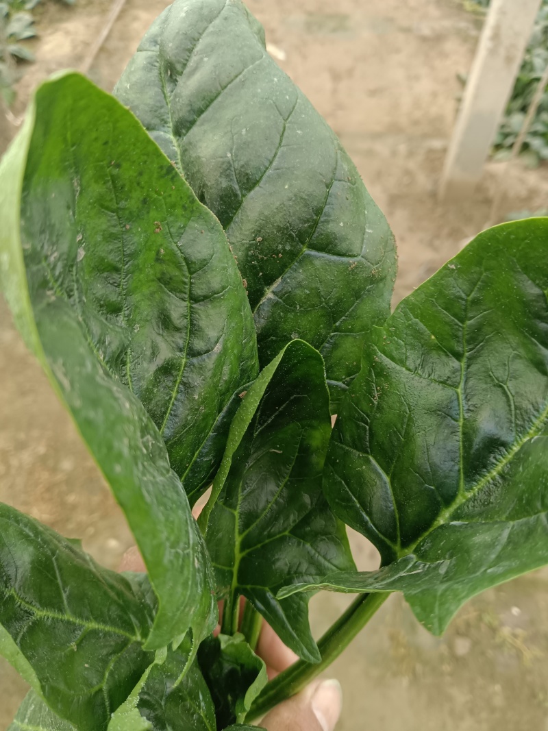 精品菠菜