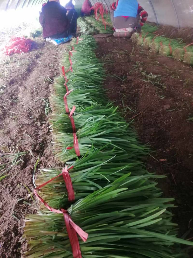 韭菜，上市了，欢迎新老客户洽谈，种植直销，诚信经营。