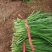 韭菜，上市了，欢迎新老客户洽谈，种植直销，诚信经营。