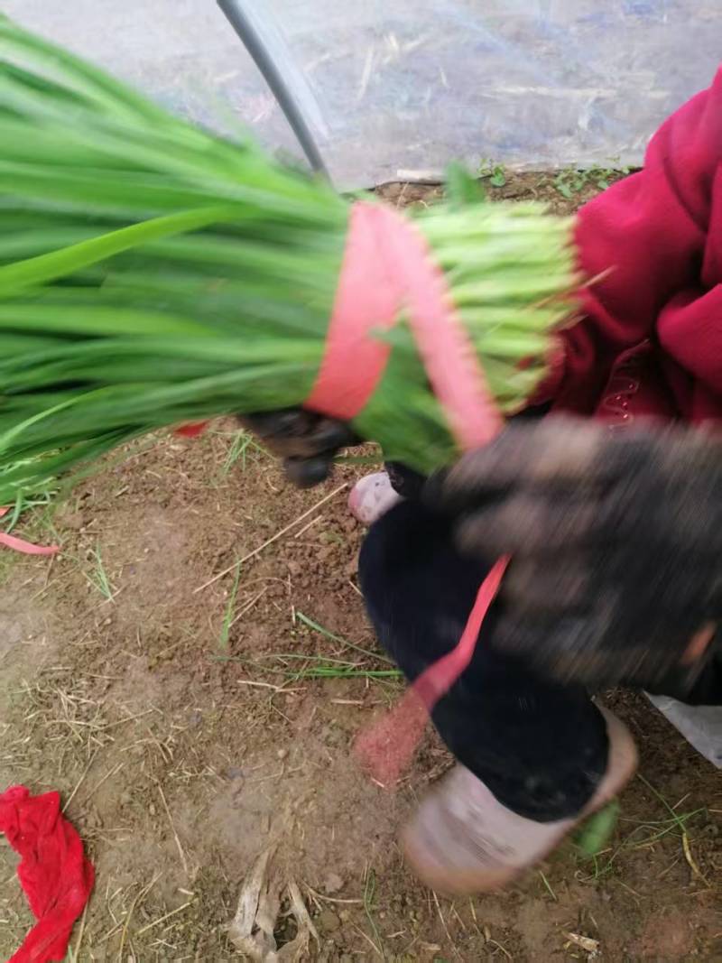 韭菜，上市了，欢迎新老客户洽谈，种植直销，诚信经营。