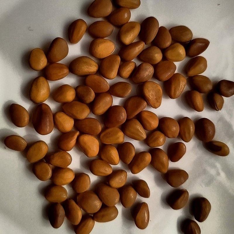 电商代发专用松子