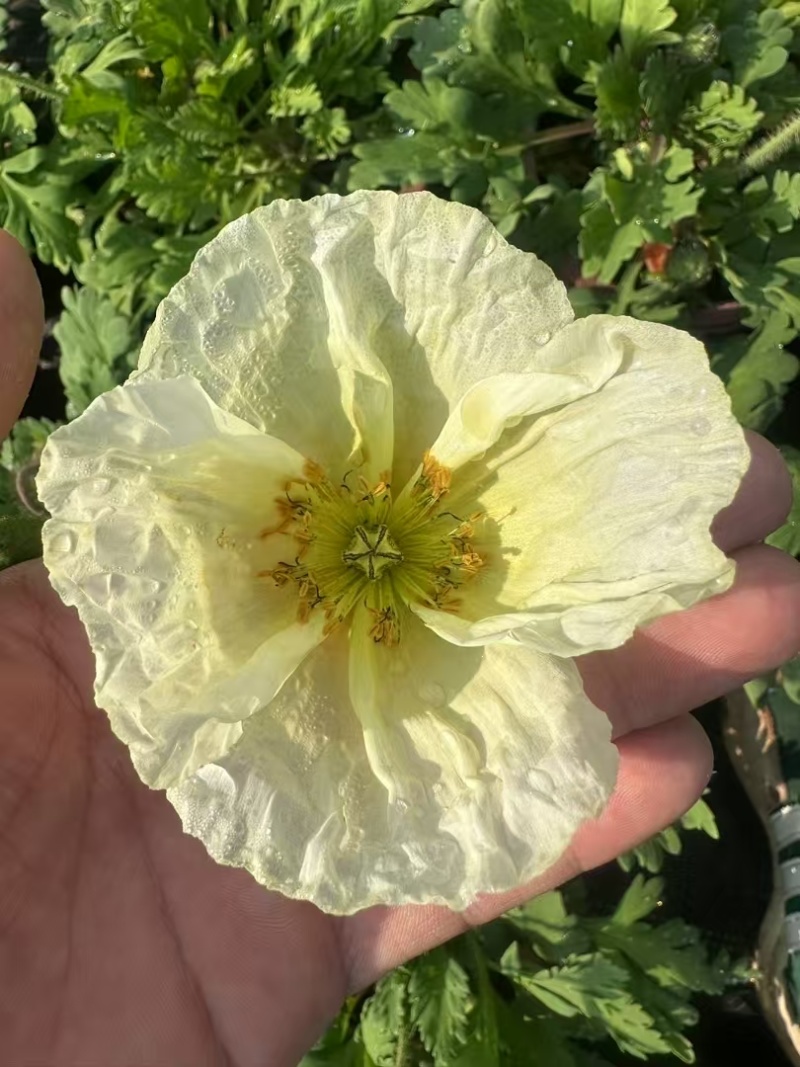 虞美人（混色）盆栽苗盆花
