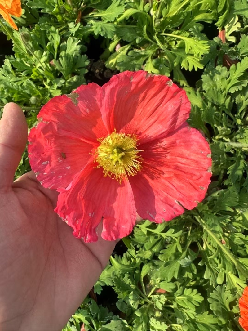 虞美人（混色）盆栽苗盆花
