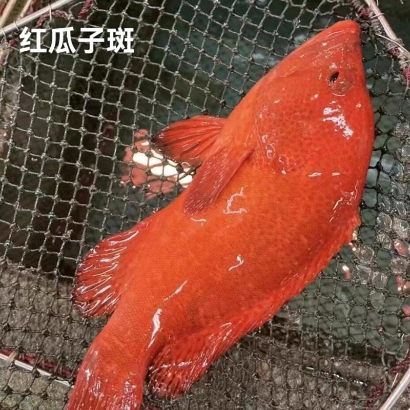 东星燕尾斑本公司**应各种石斑鱼系列