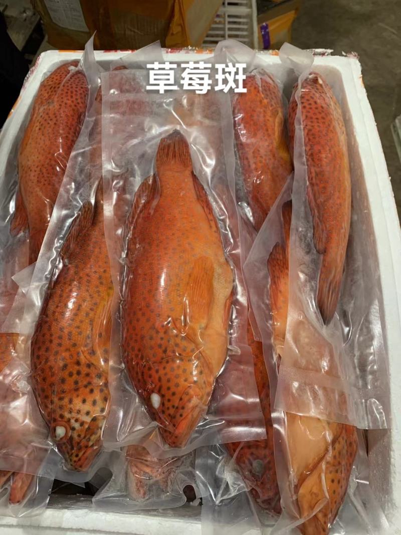 东星燕尾斑本公司**应各种石斑鱼系列
