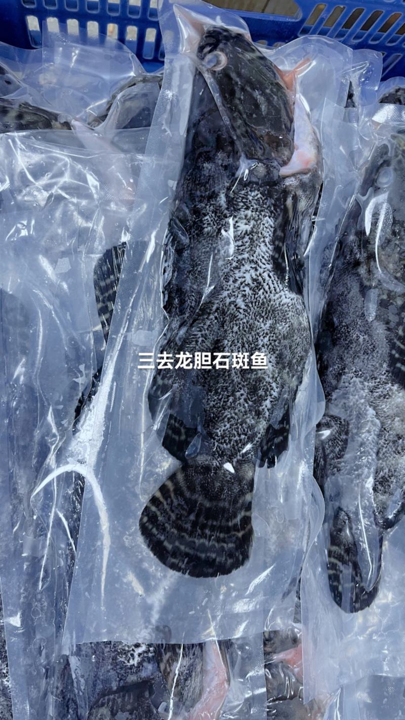 东星燕尾斑本公司**应各种石斑鱼系列