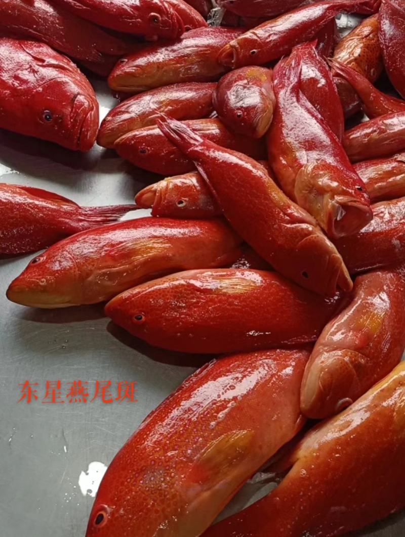 东星燕尾斑本公司**应各种石斑鱼系列
