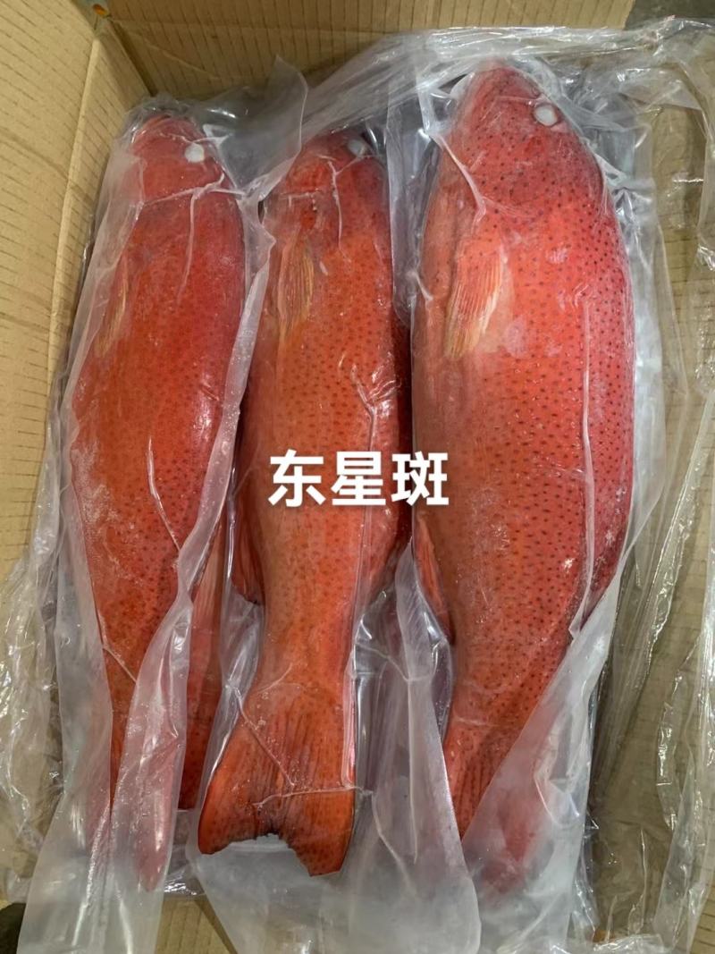 东星燕尾斑本公司**应各种石斑鱼系列