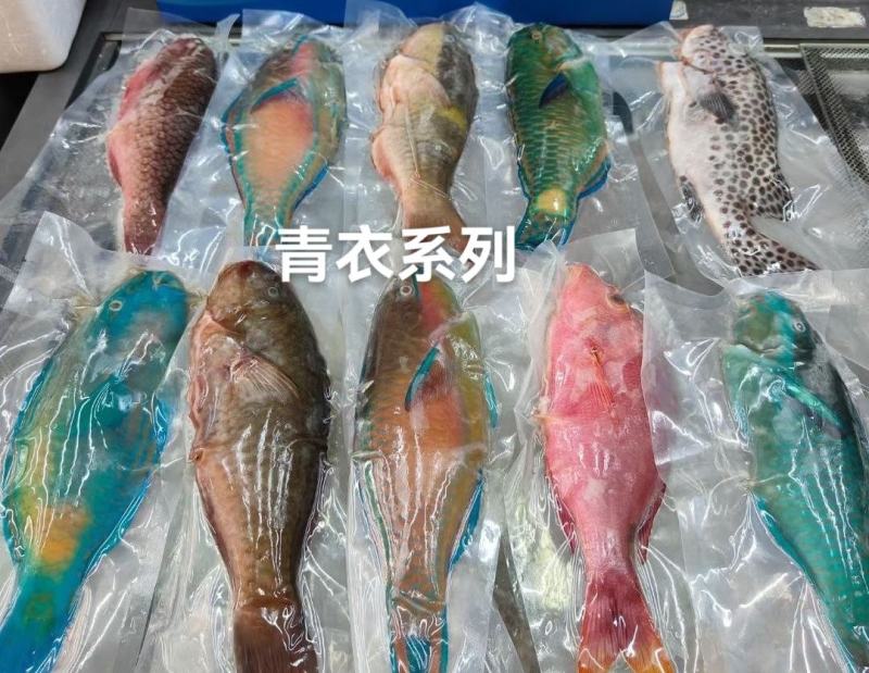 东星燕尾斑本公司**应各种石斑鱼系列