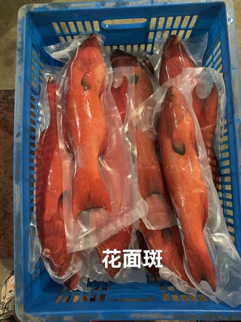 东星燕尾斑本公司**应各种石斑鱼系列