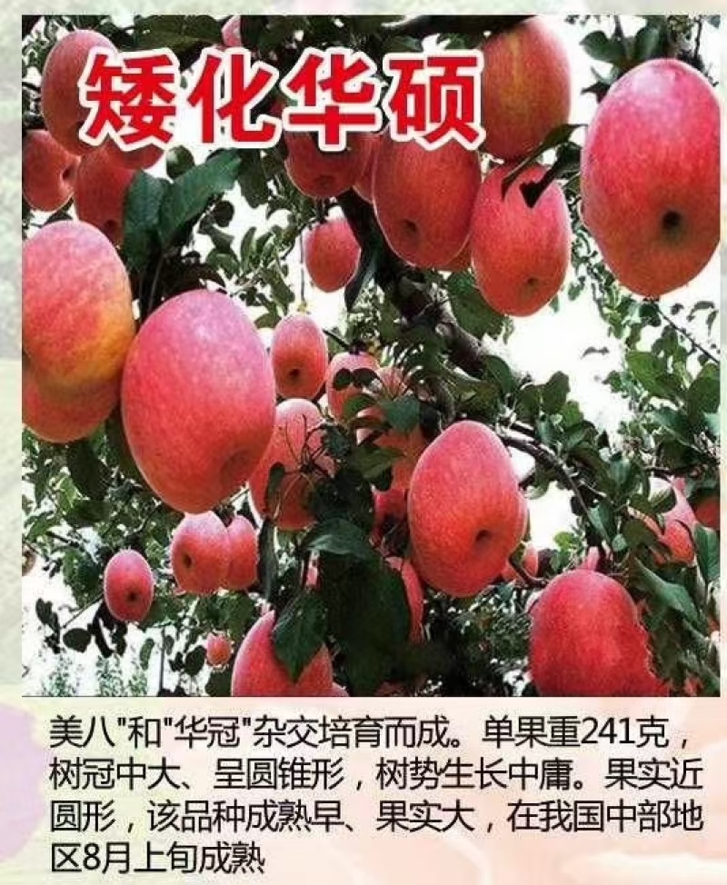 1年，2年，3年精品品种苹果树苗