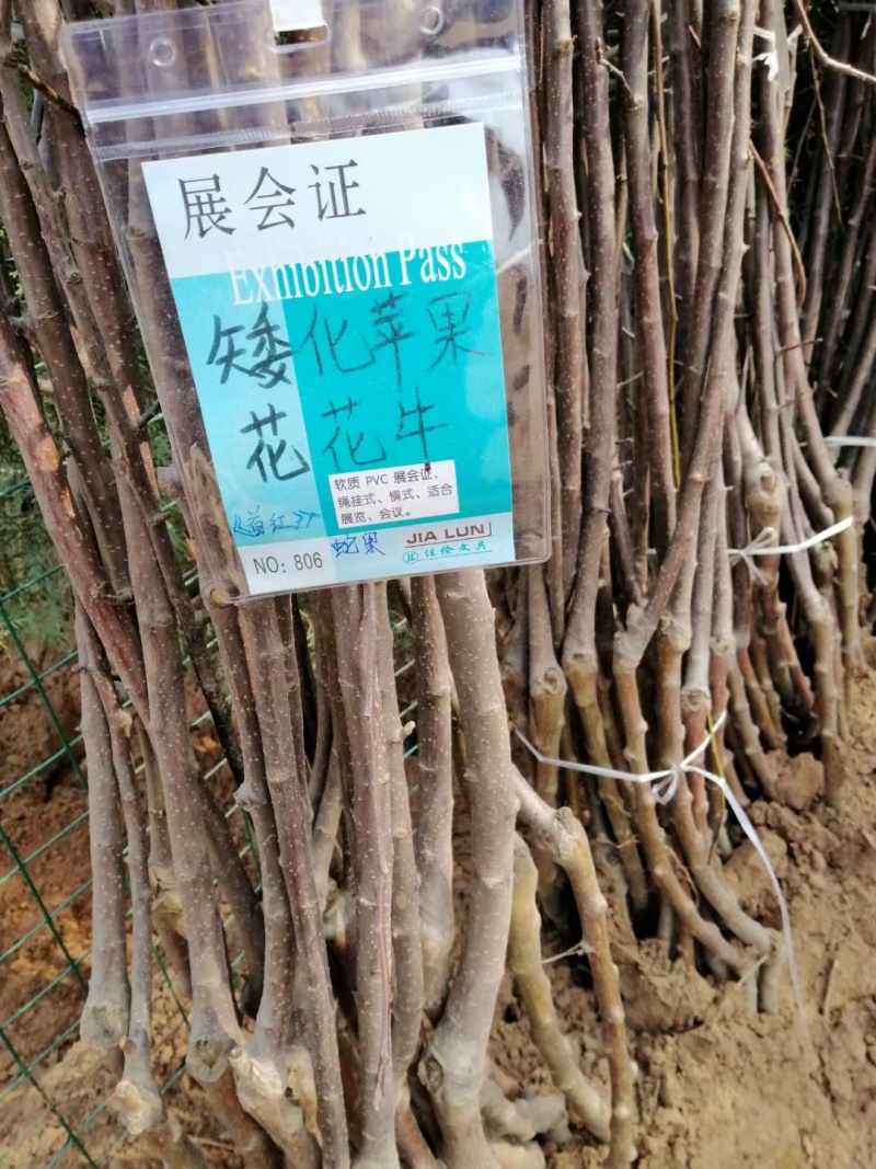 1年，2年，3年精品品种苹果树苗