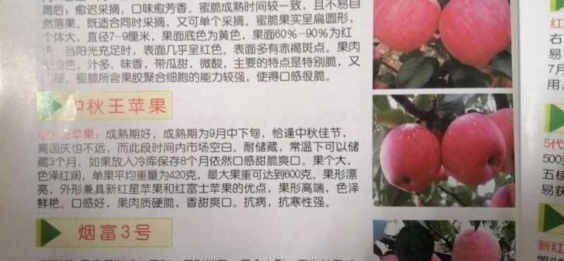 1年，2年，3年精品品种苹果树苗
