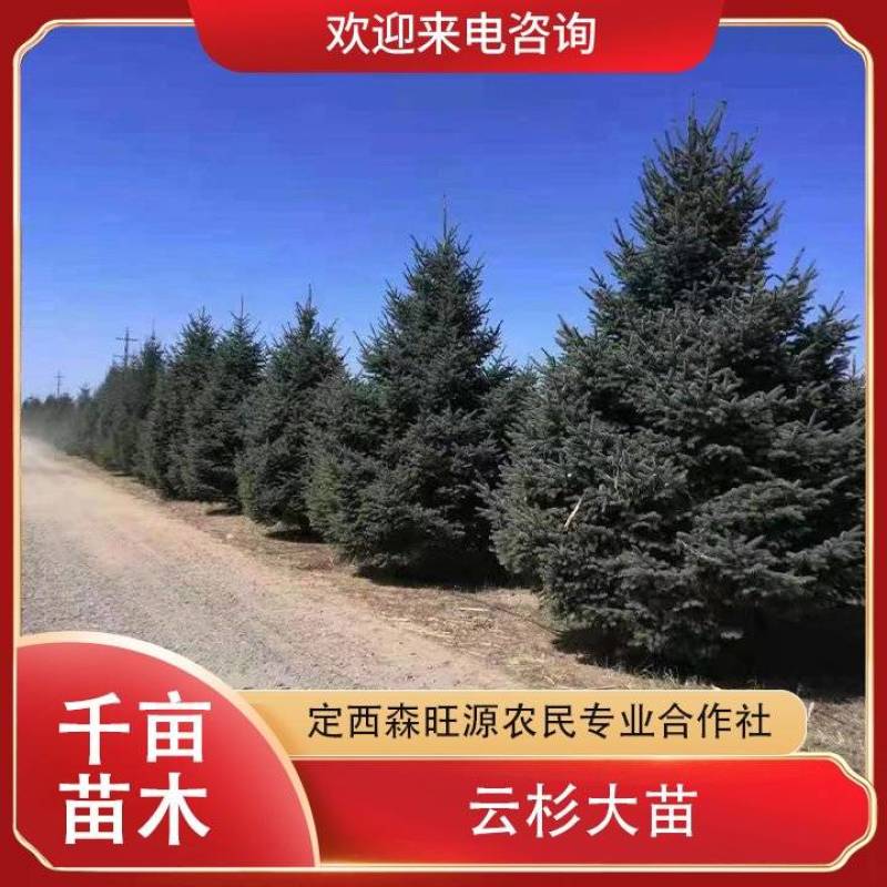 甘肃精品云杉发西藏、千亩云杉种植面积达千亩