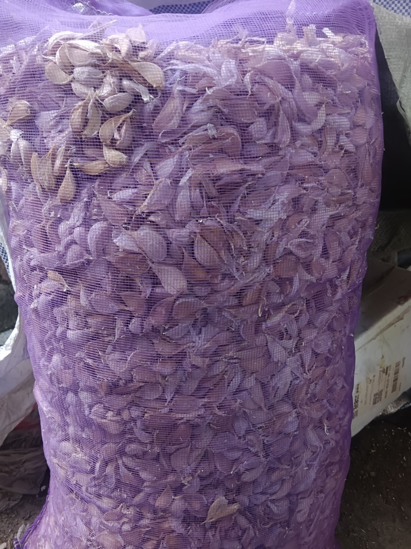急售紫皮蒜瓣红蒜可抽蒜台可炒菜，香味浓郁曝香的红蒜