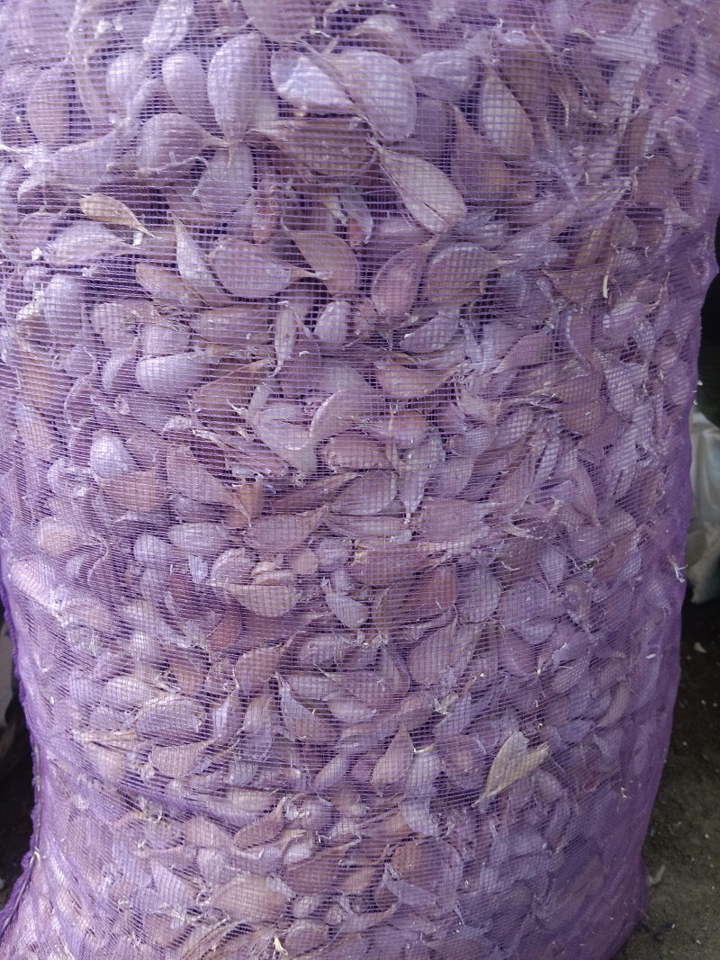 急售紫皮蒜瓣红蒜可抽蒜台可炒菜，香味浓郁曝香的红蒜