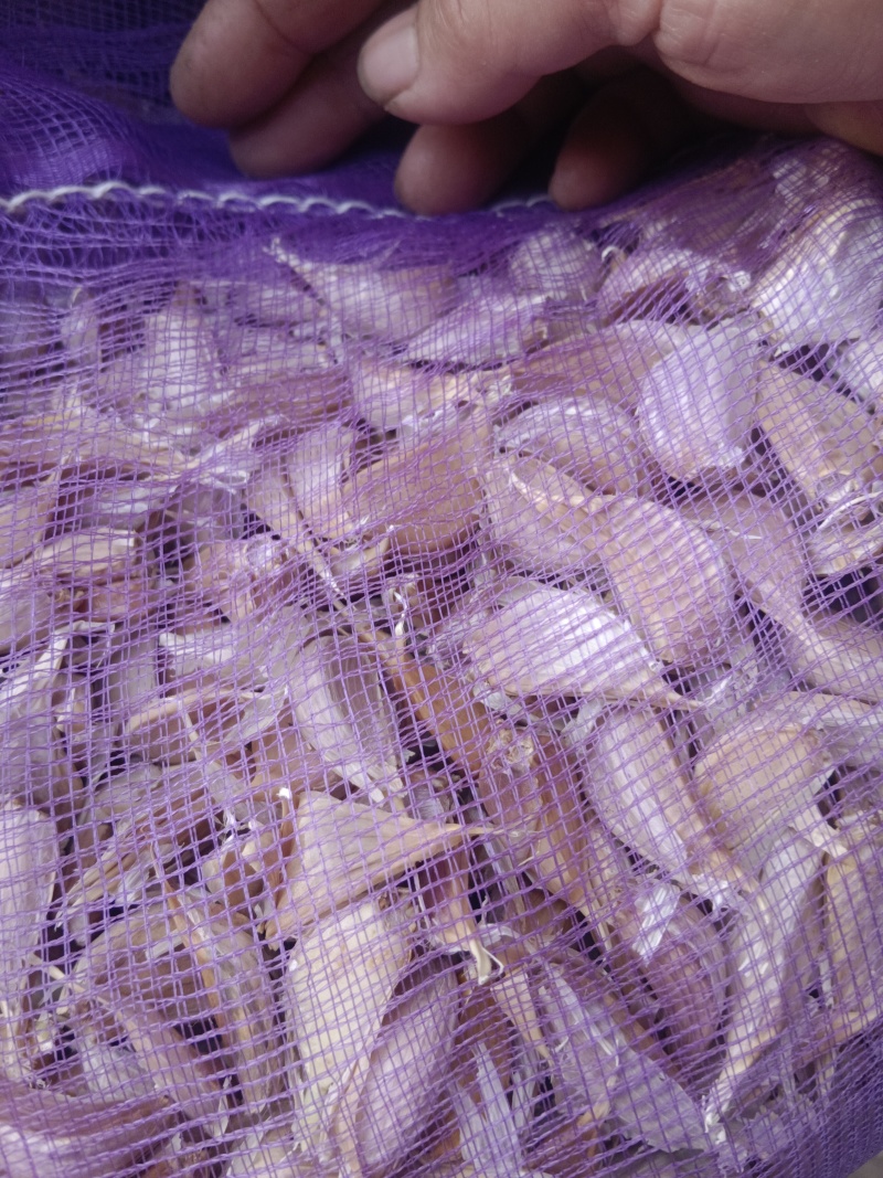 急售紫皮蒜瓣红蒜可抽蒜台可炒菜，香味浓郁曝香的红蒜