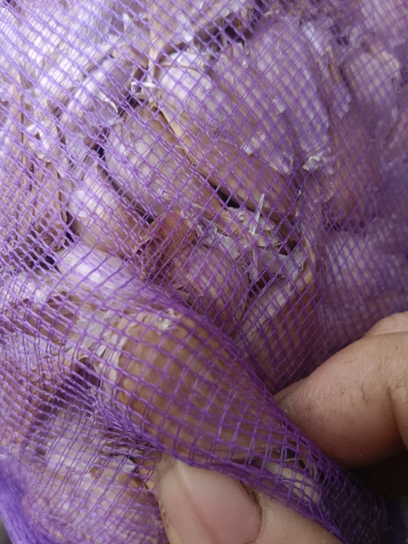急售紫皮蒜瓣红蒜可抽蒜台可炒菜，香味浓郁曝香的红蒜