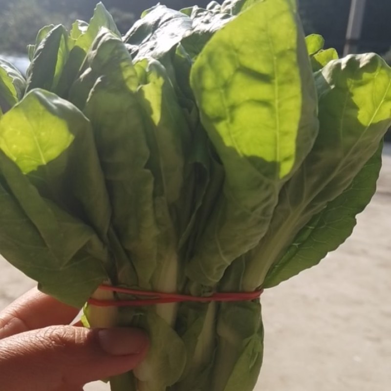 牙白