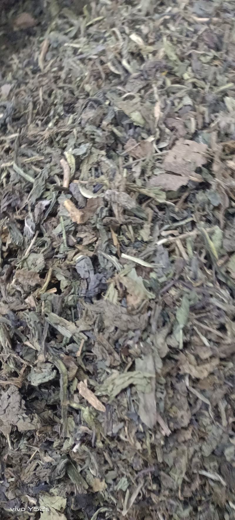 大青叶实物拍摄颜色好货优，需要放心下单