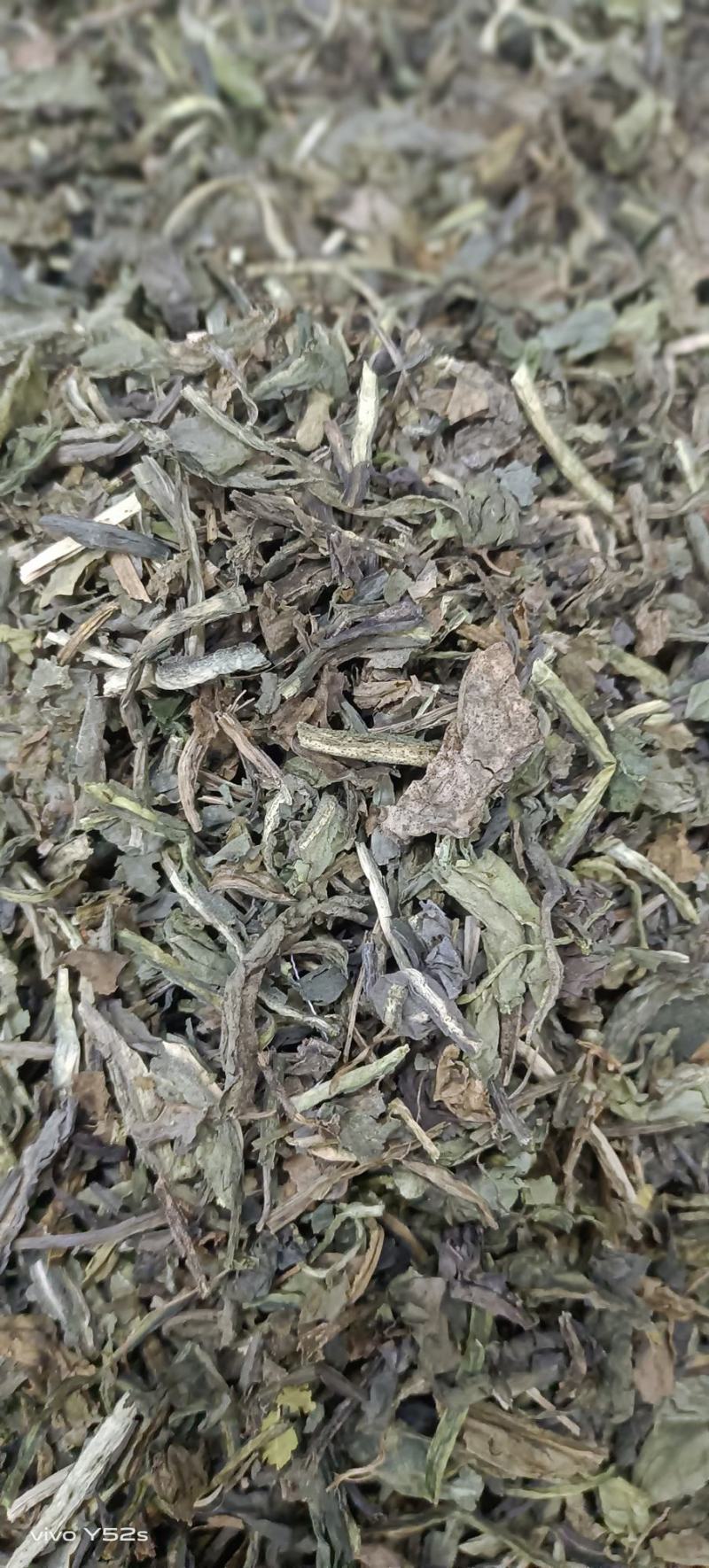 大青叶实物拍摄颜色好货优，需要放心下单