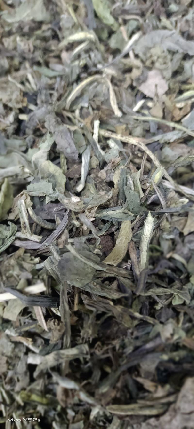 大青叶实物拍摄颜色好货优，需要放心下单