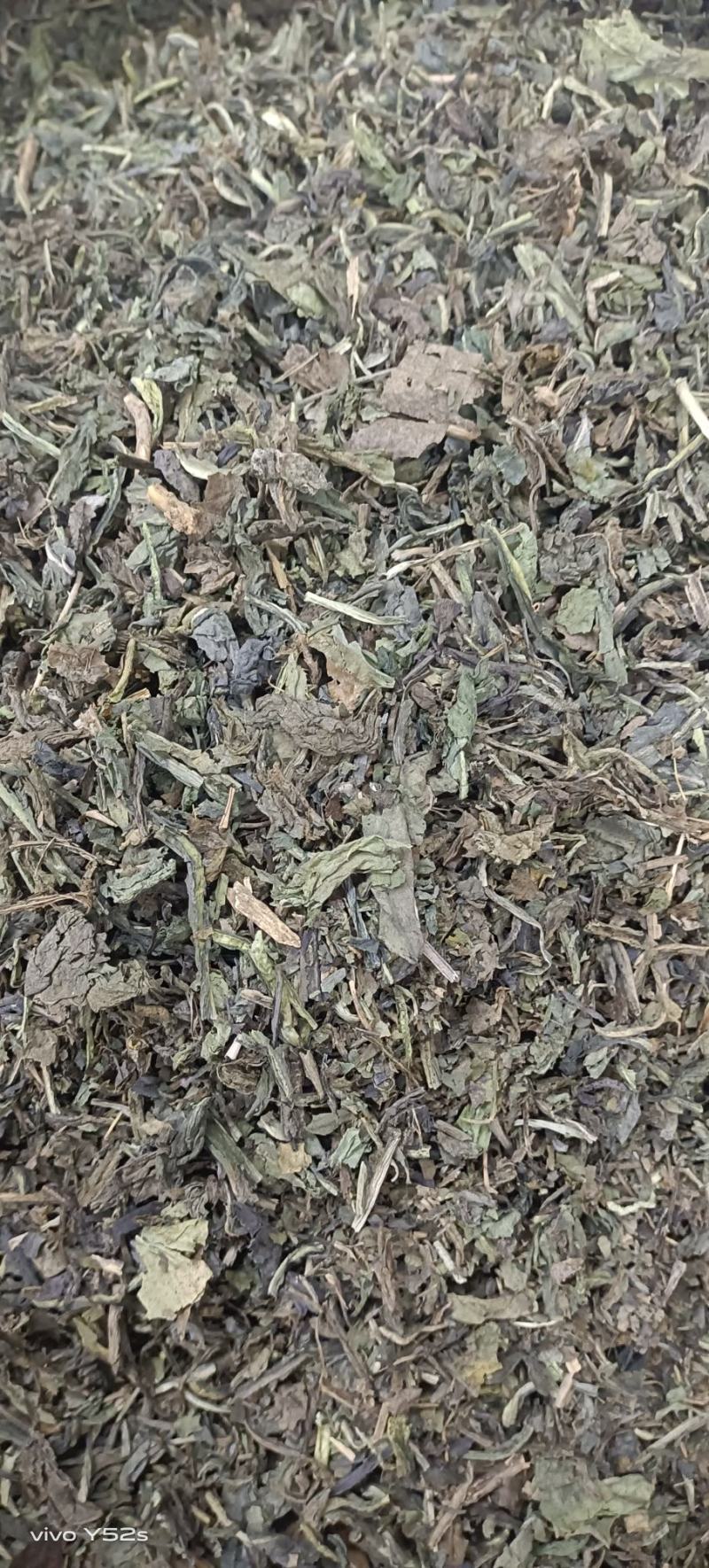 大青叶实物拍摄颜色好货优，需要放心下单