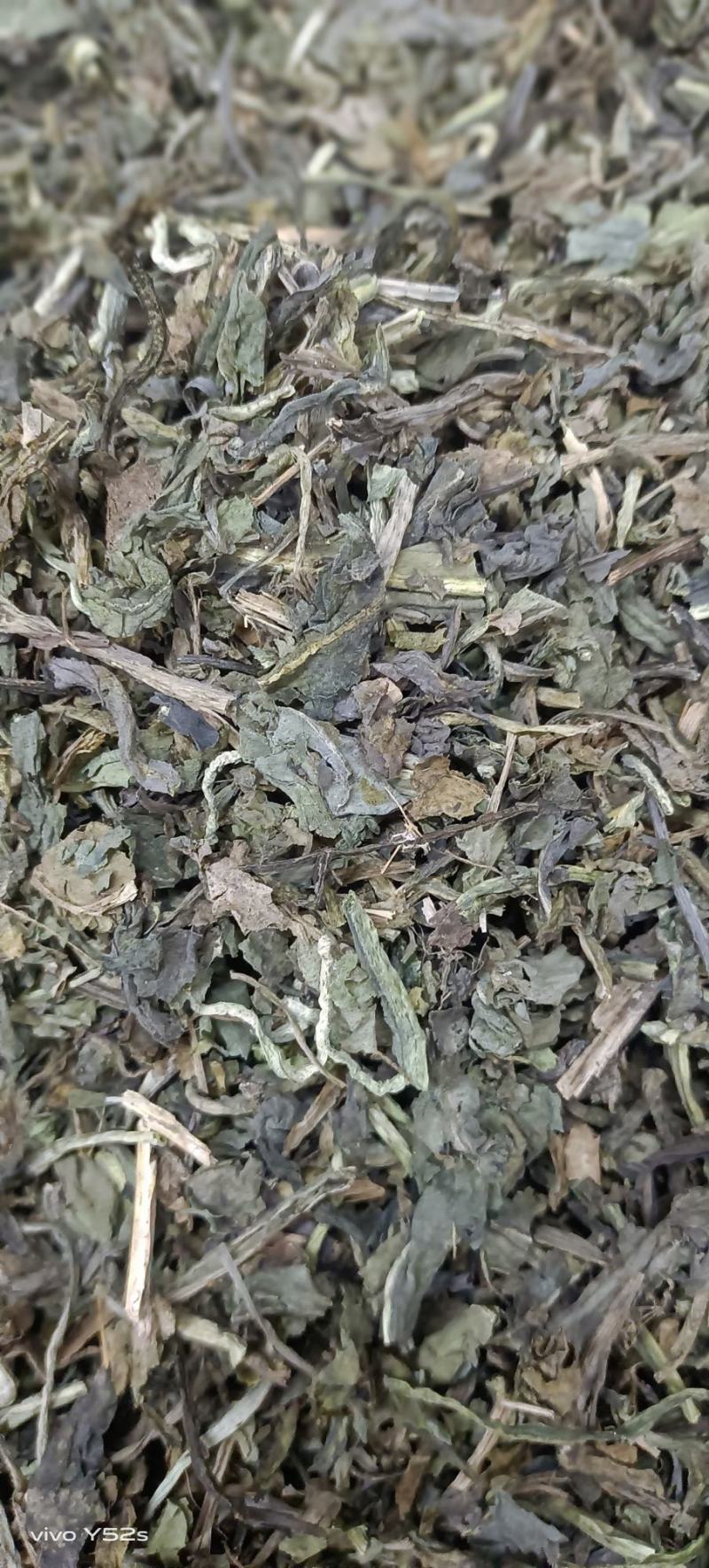 大青叶实物拍摄颜色好货优，需要放心下单