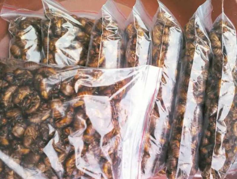 新鲜蝉蛹，营养丰富，口感鲜美，**特惠！