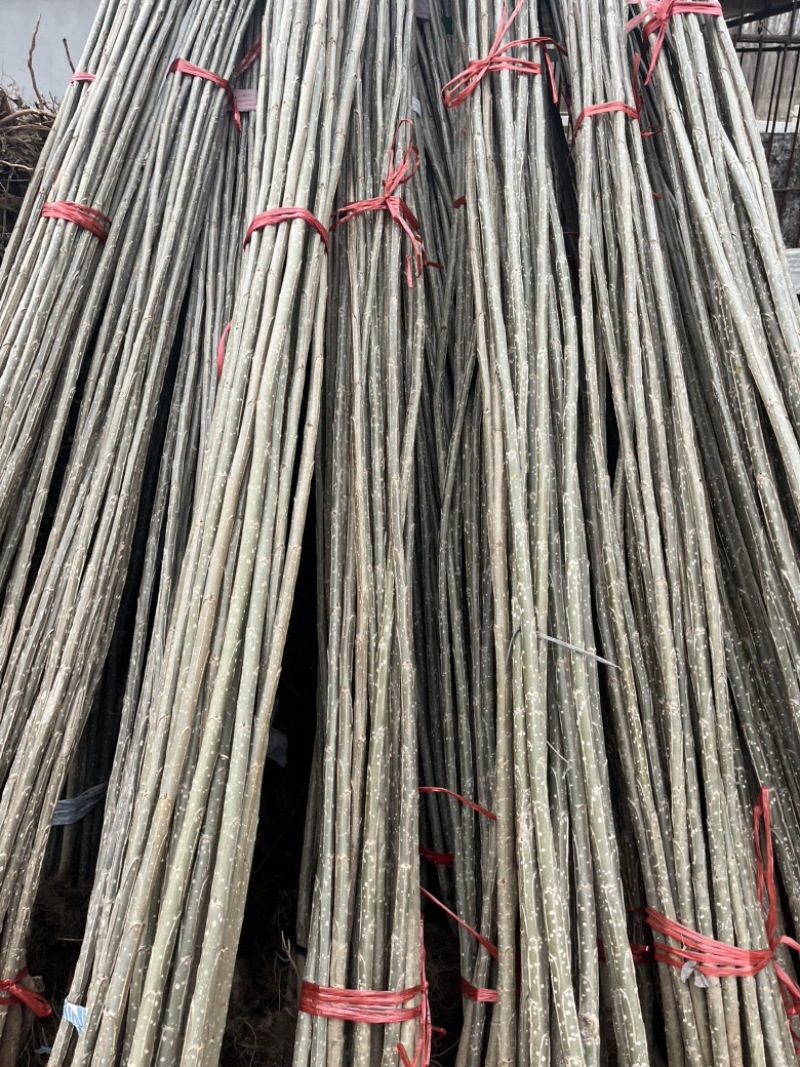 江苏杨树苗自家基地品质保证诚信经营欢迎联系各规格都有