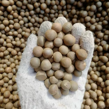 茶籽茶果茶种茶子新货种植早采摘明前