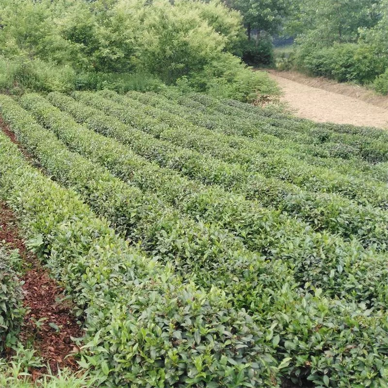 茶籽茶果茶种茶子新货种植早采摘明前
