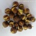 茶籽茶果茶种茶子新货种植早采摘明前