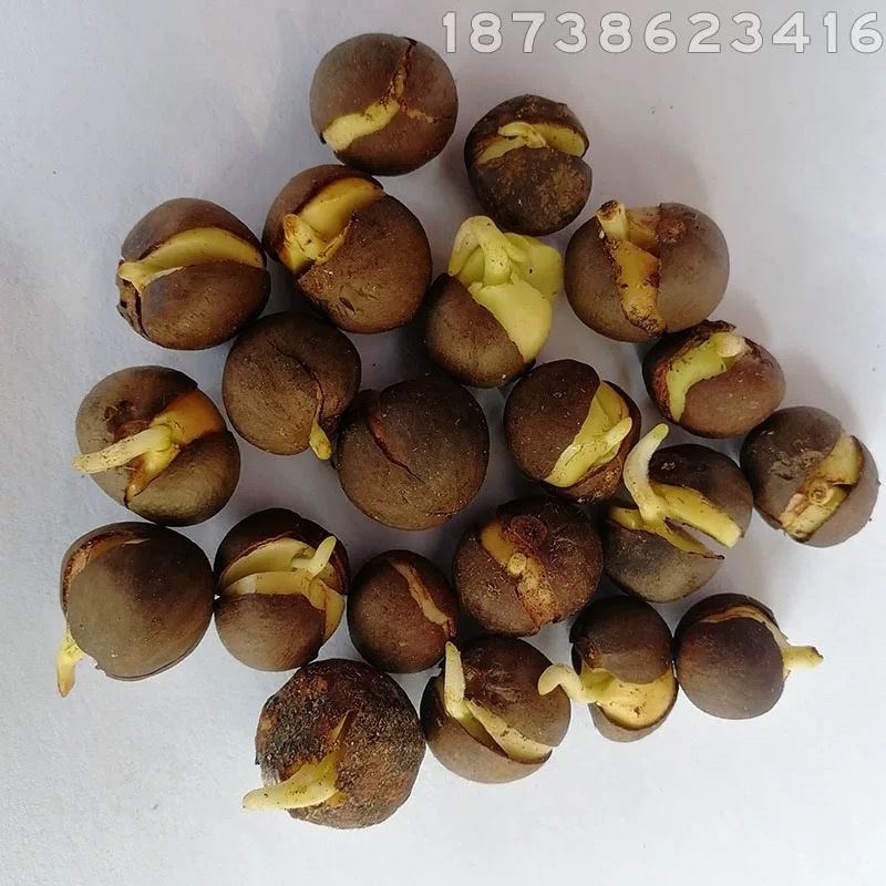 茶籽茶果茶种茶子新货种植早采摘明前