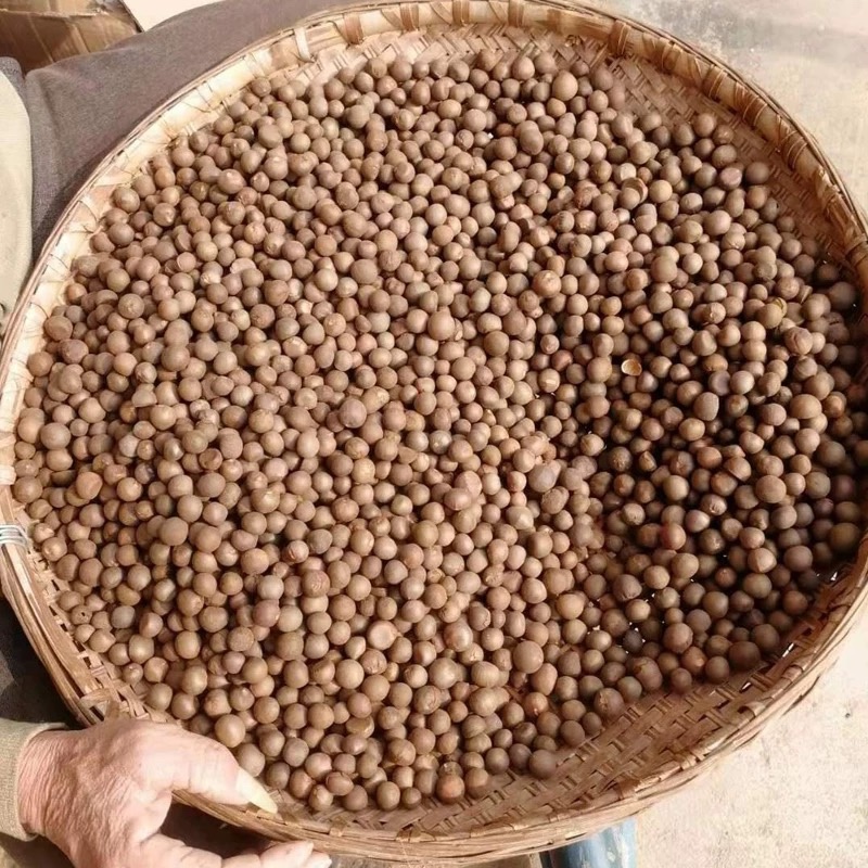 茶籽茶果茶种茶子新货种植早采摘明前