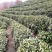 茶籽茶果茶种茶子新货种植早采摘明前